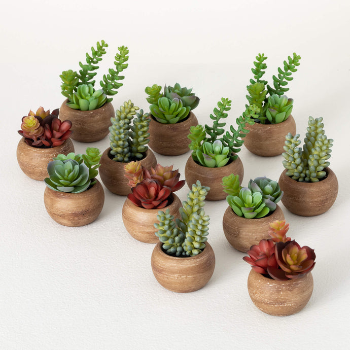 Mini Potted Succulent Set
