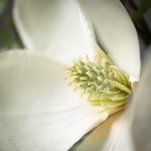 Load image into Gallery viewer, Magnolia and Fern Floral Garland***Available in January***